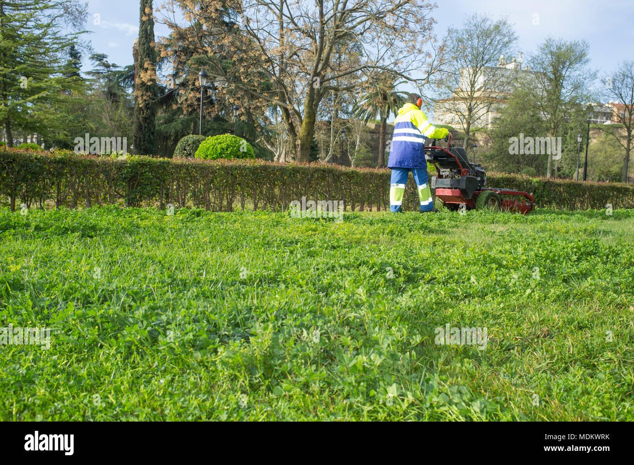 Gardener mowing the grass with engine powered mower at urban park. This is a mid-size walk-behind rotary model Stock Photo