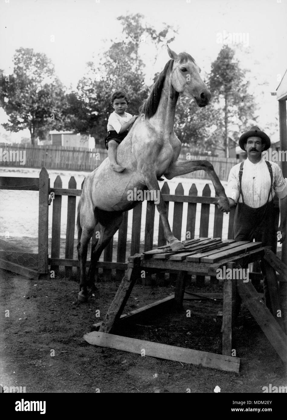 Horse doing tricks with a young boy on its back Stock Photo
