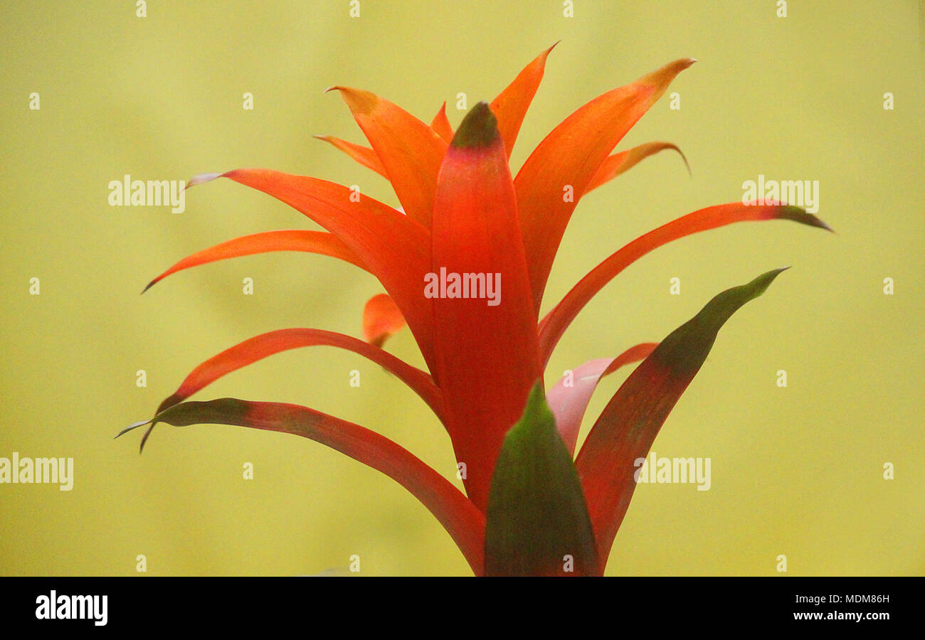 a guzmania plant on yellow background Stock Photo