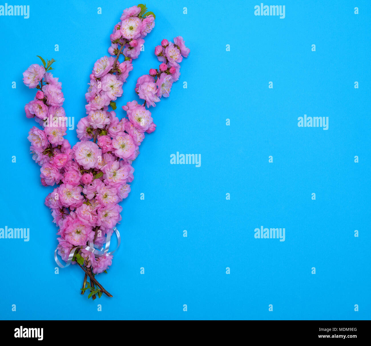 branches with pink flowers Louiseania triloba on a blue background, empty space on the right Stock Photo