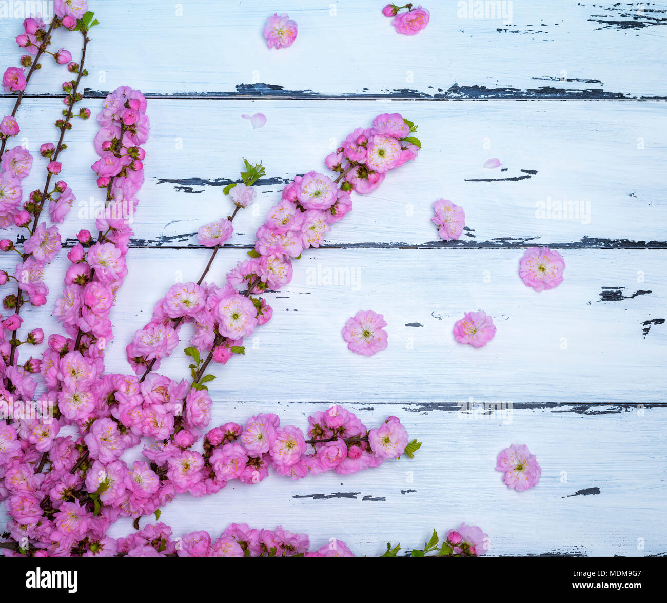 branches with pink flowers Louiseania triloba on awhite wooden  background, empty space on the right Stock Photo
