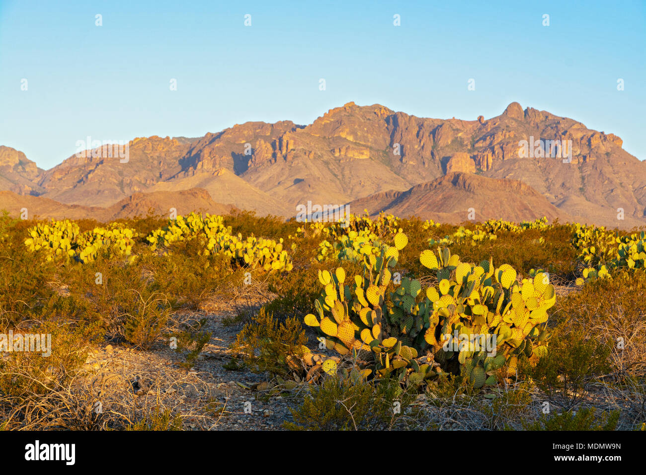 Texas, Big Bend National Park, Dugout Wells, Chihuahuan Desert Nature Trail, cactus, Chisos Mountains Stock Photo
