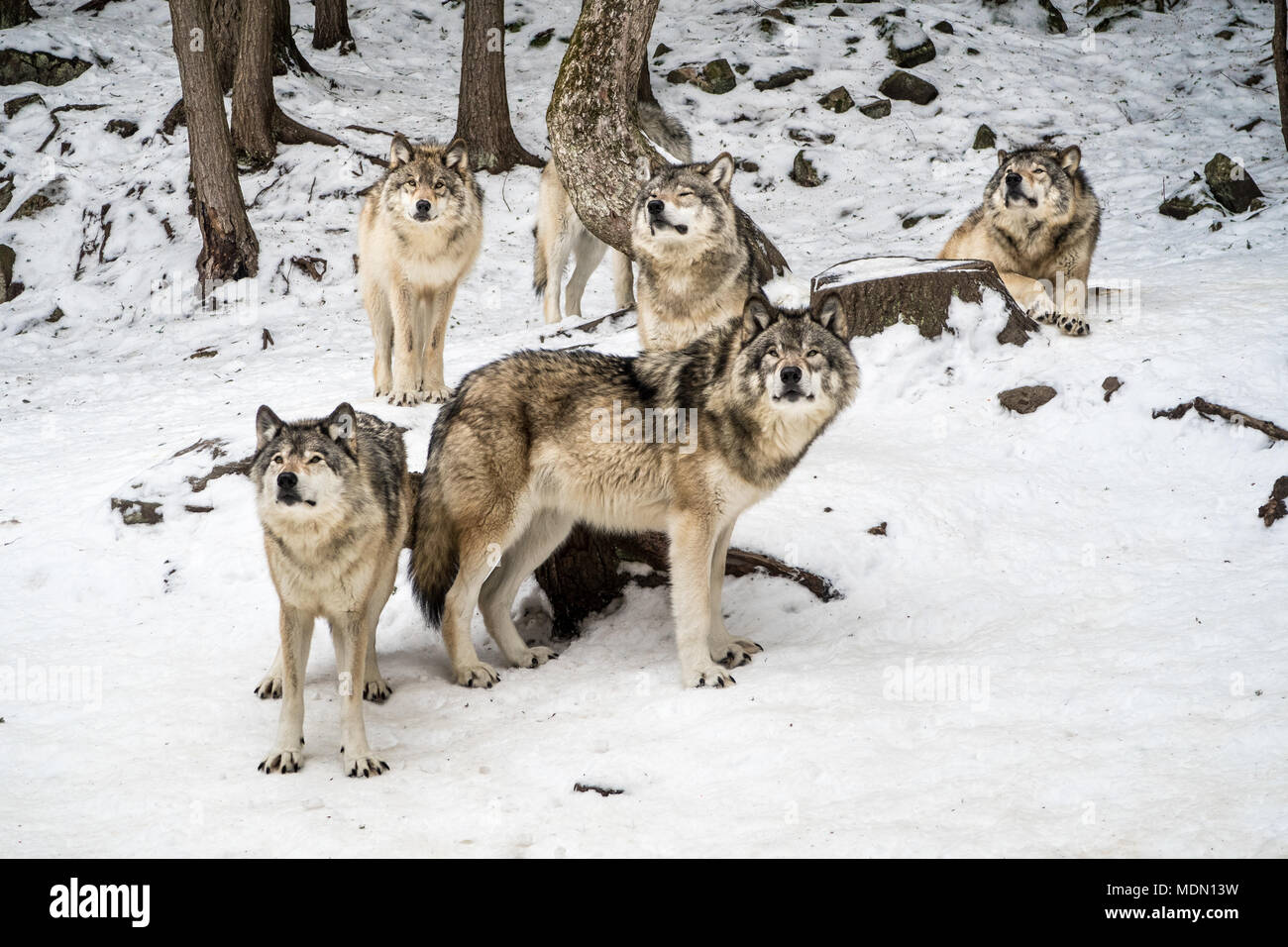 Alpha wolf with its pack chilling, waiting in the snow, winter, omega parc, quebec, canada Stock Photo