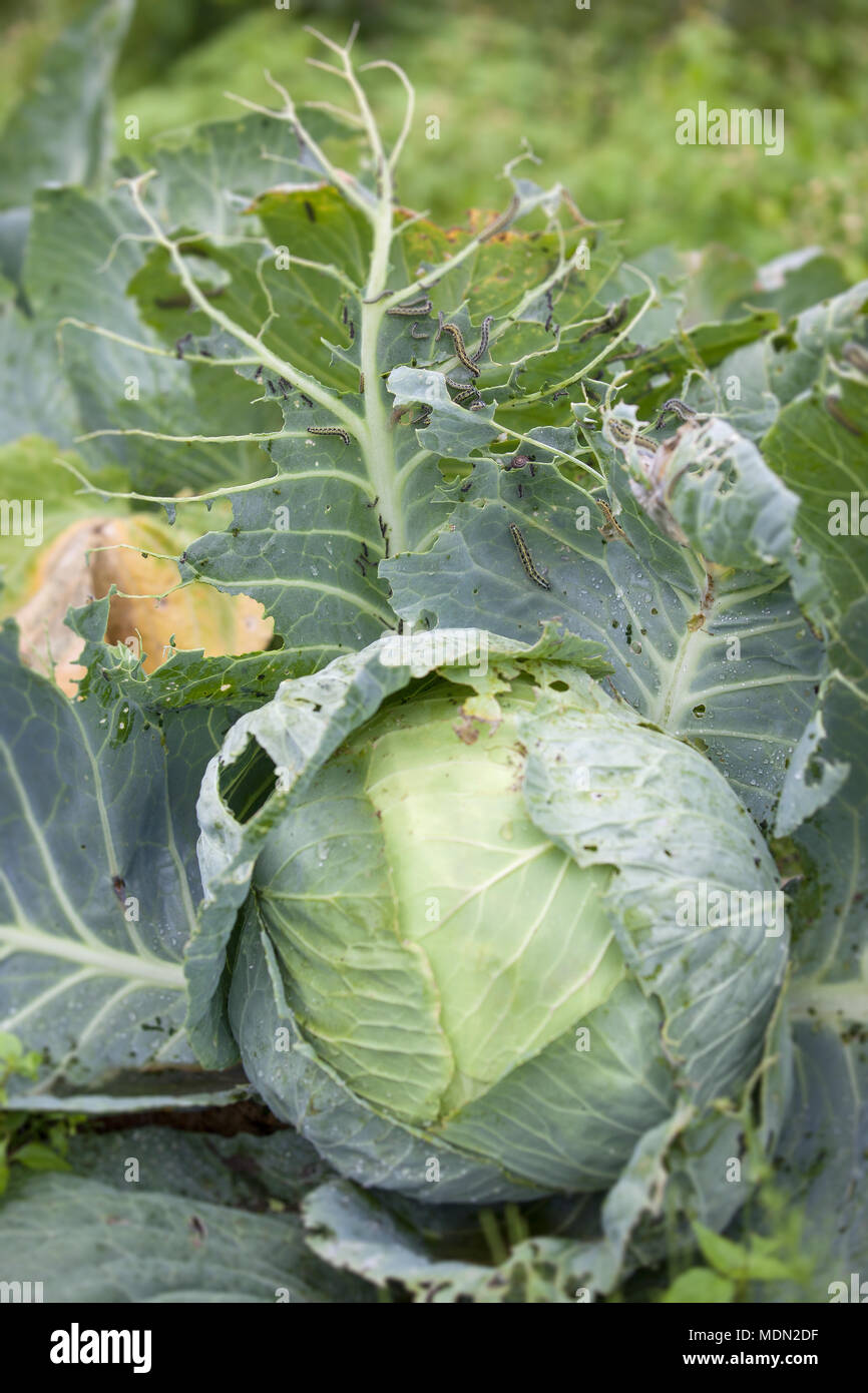 wholes on cabbage leaves cut by many green worms in the garden Stock Photo