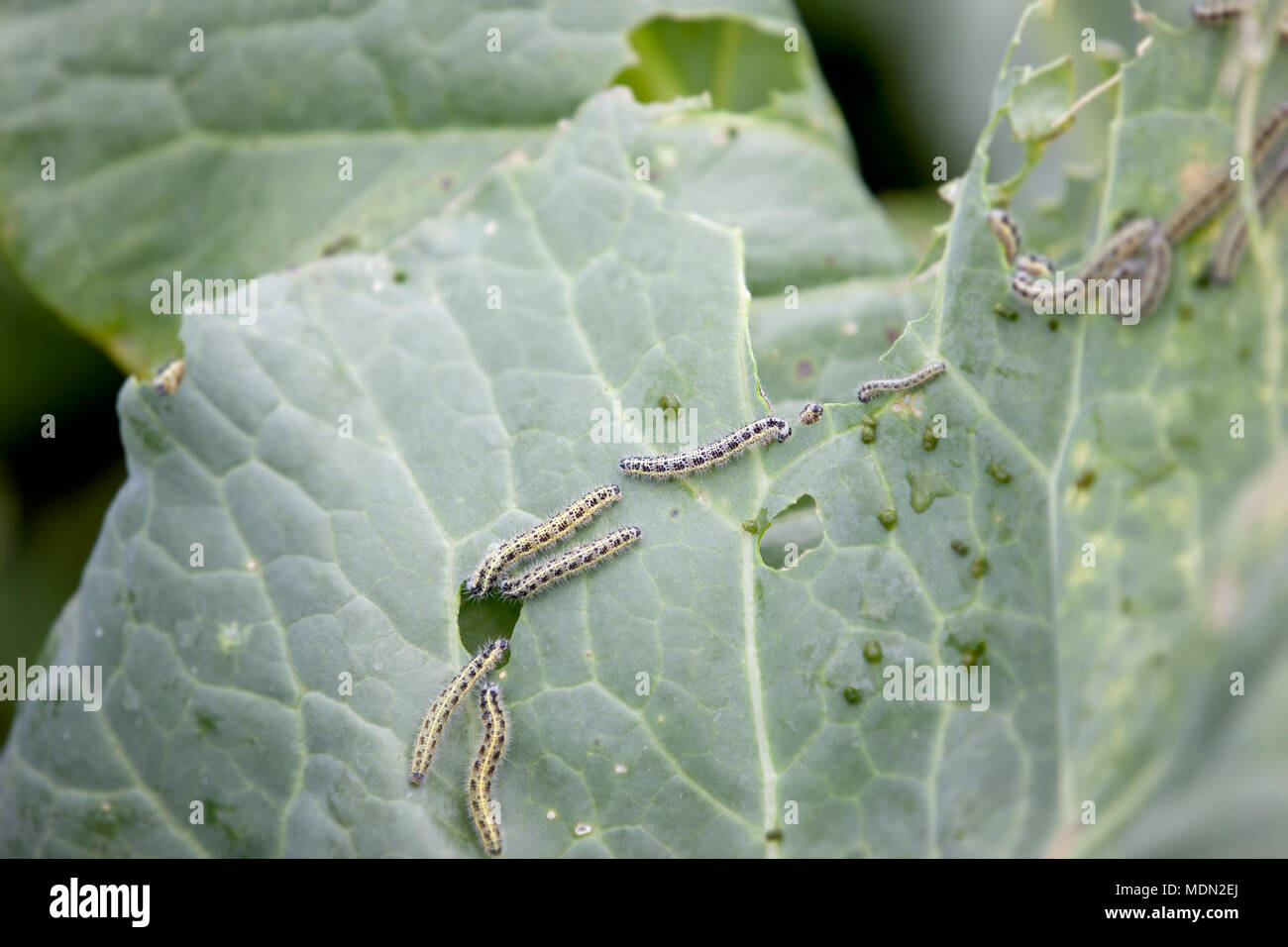 wholes on cabbage leaves cut by many green worms in the garden Stock Photo  - Alamy