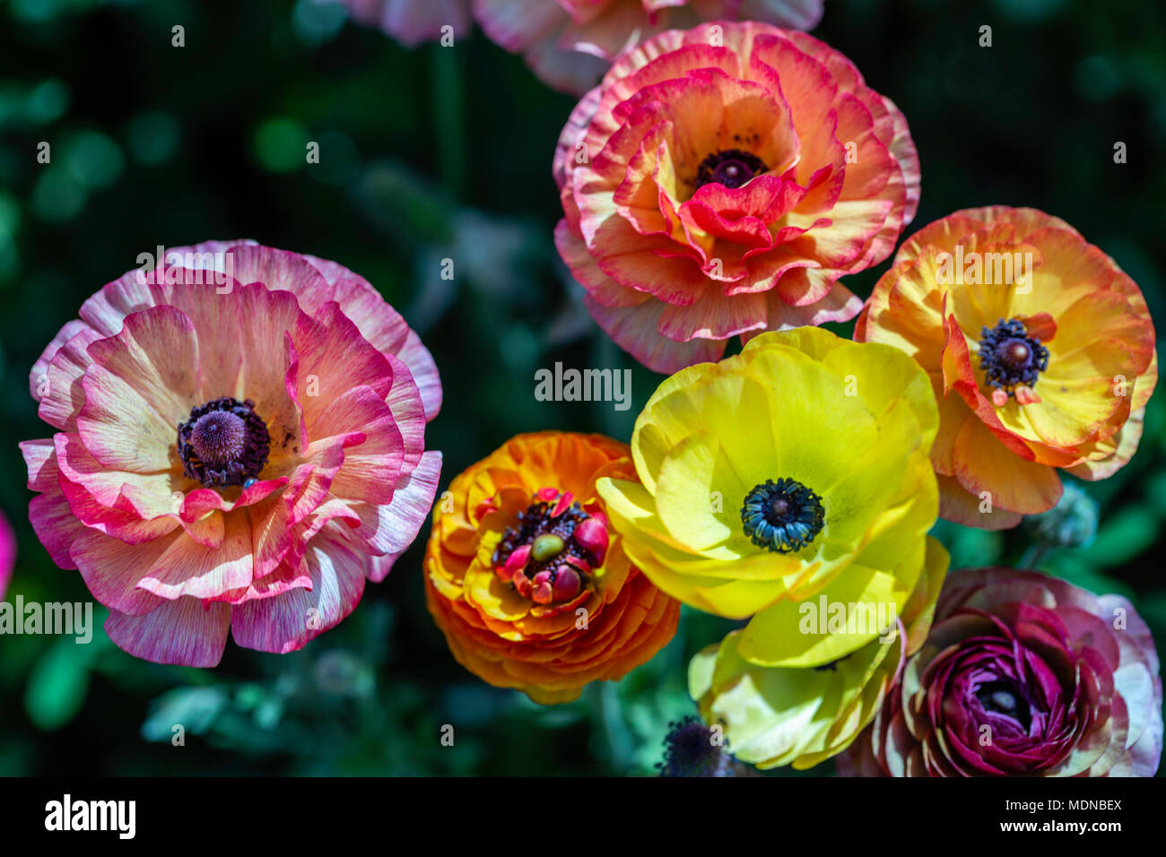 Aromatic Flowers Wow Map Pollination Information High Resolution Stock Photography And Images - Alamy