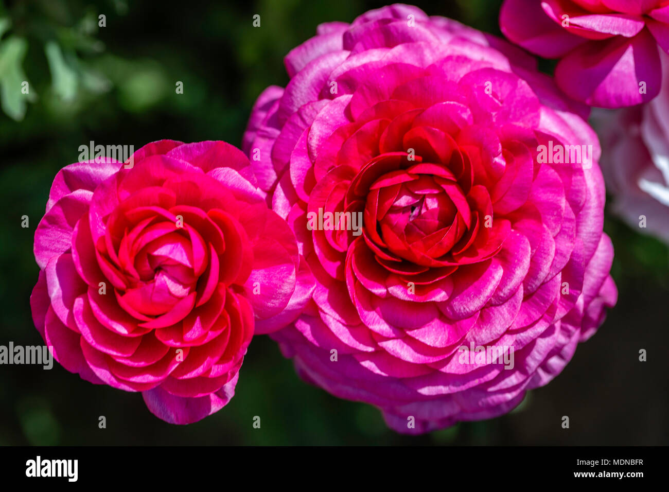 Two beautiful blooming pink ranunculus flowers representing a couple in love. Announcements never looked so goof Stock Photo