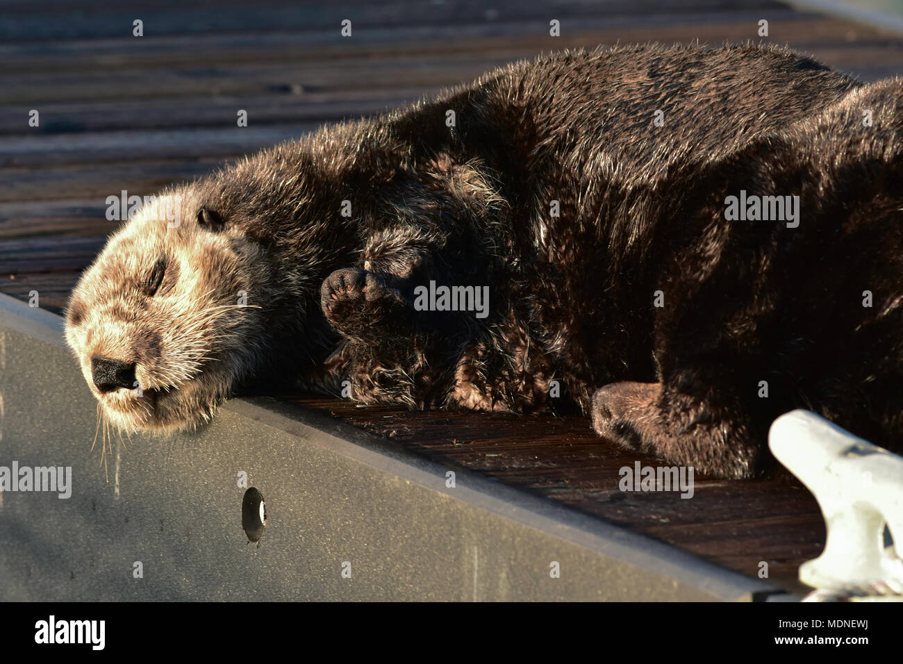 A northern sea otter (Enhydra lutris kenyoni) naps in the Seward