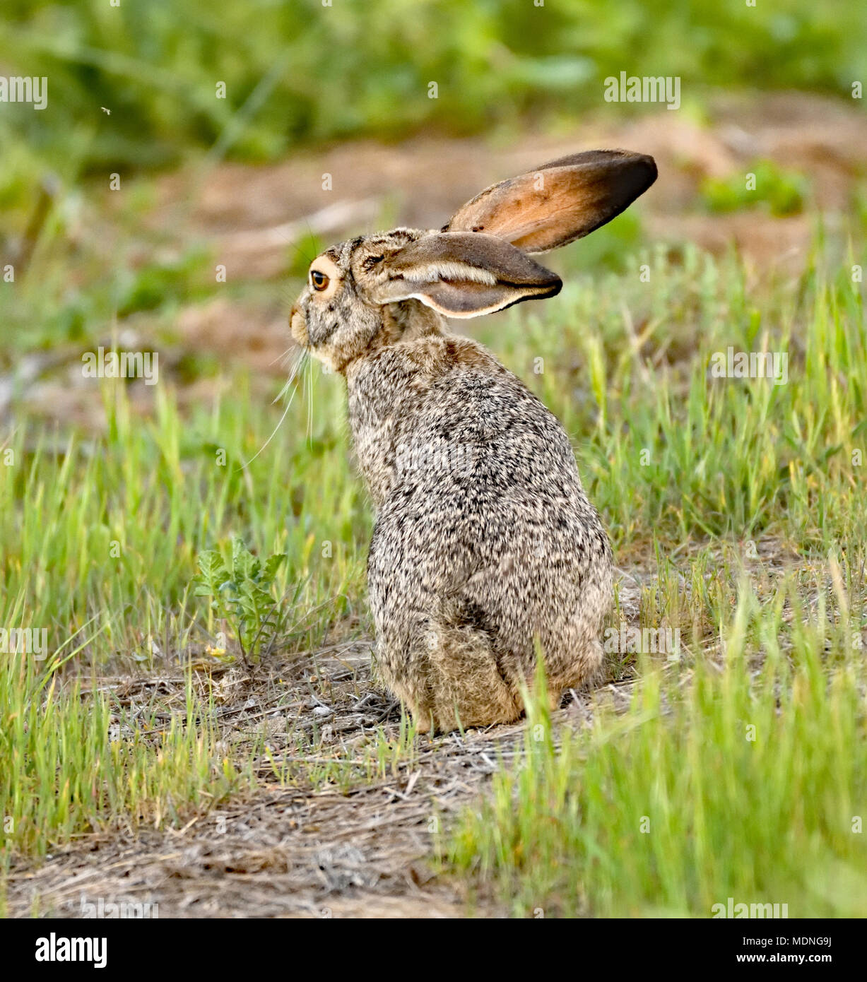 A lonely Rabbit Stock Photo Alamy