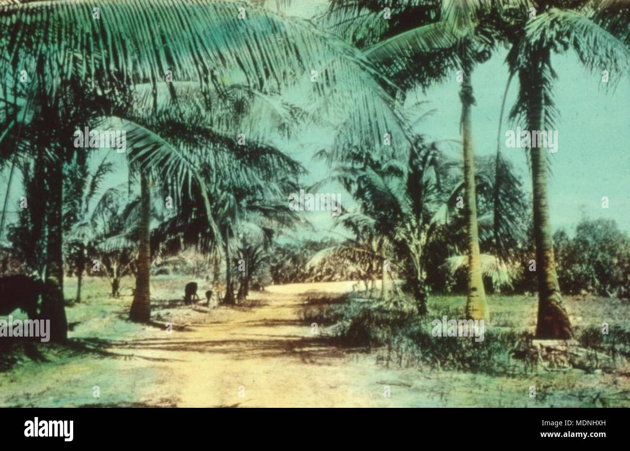 Palm trees on either side of the road to Hope Stock Photo - Alamy