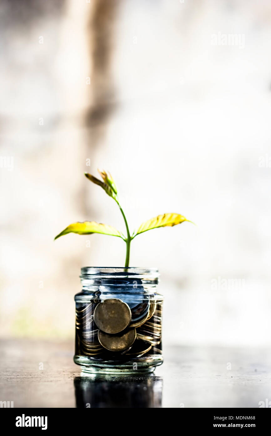 A glass jar full of coins and plant growing through it.  Concept of savings, interest,  fixed deposits, pension,  social security cheque. Stock Photo