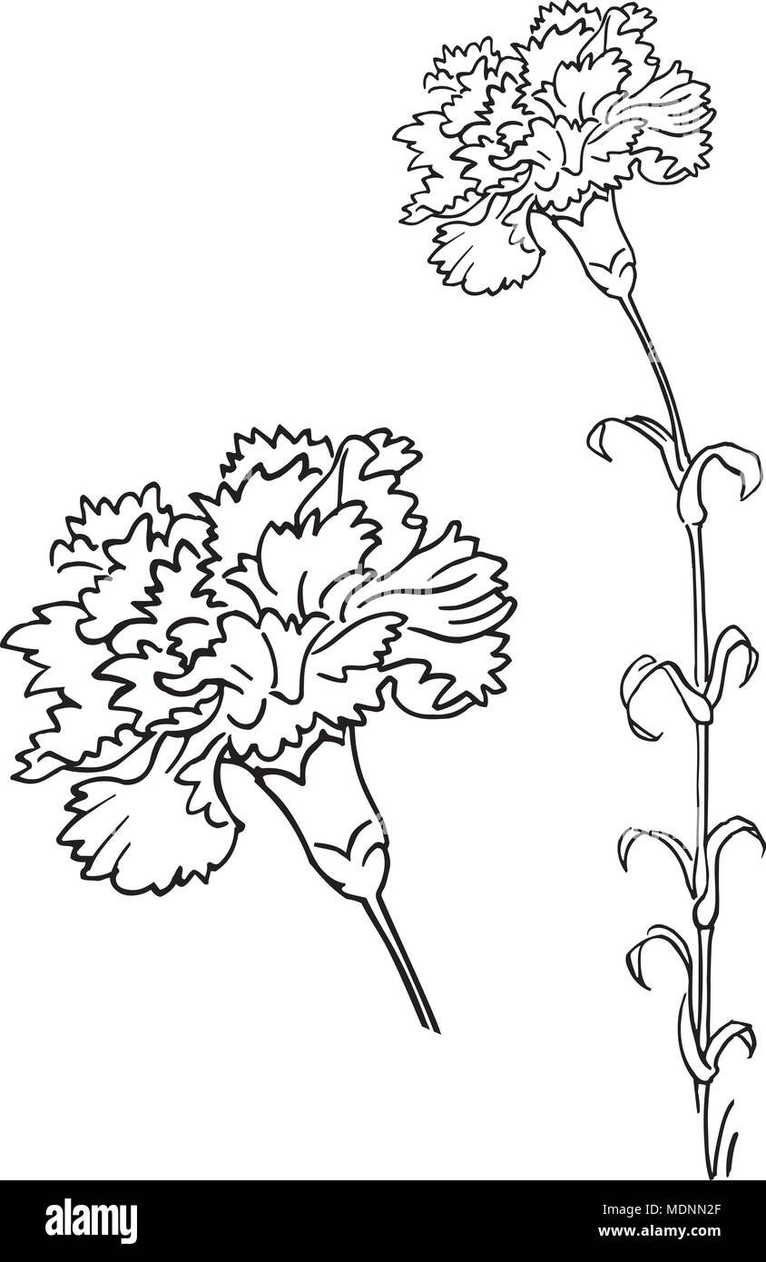 Carnation - Retro Clipart Illustration Stock Vector