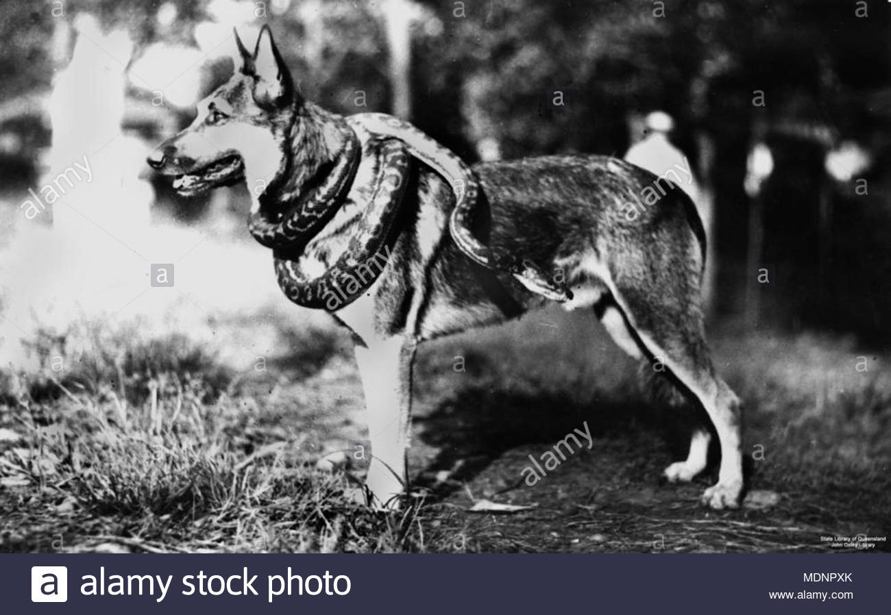 Snake Wrapped Around Neck Stock Photos & Snake Wrapped Around Neck ...
