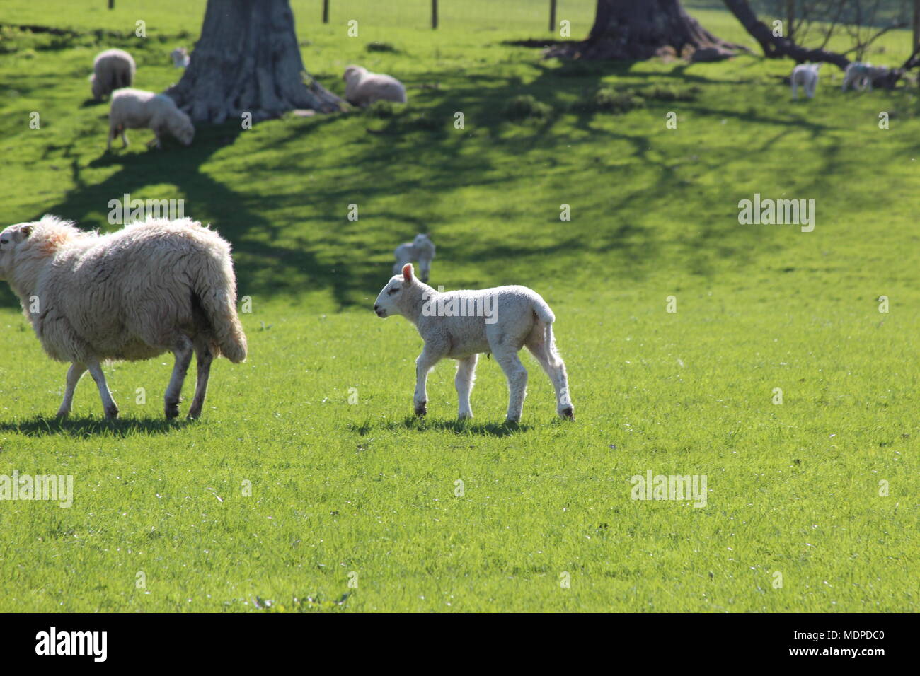 Sheep on the hills in North WAles Stock Photo - Alamy