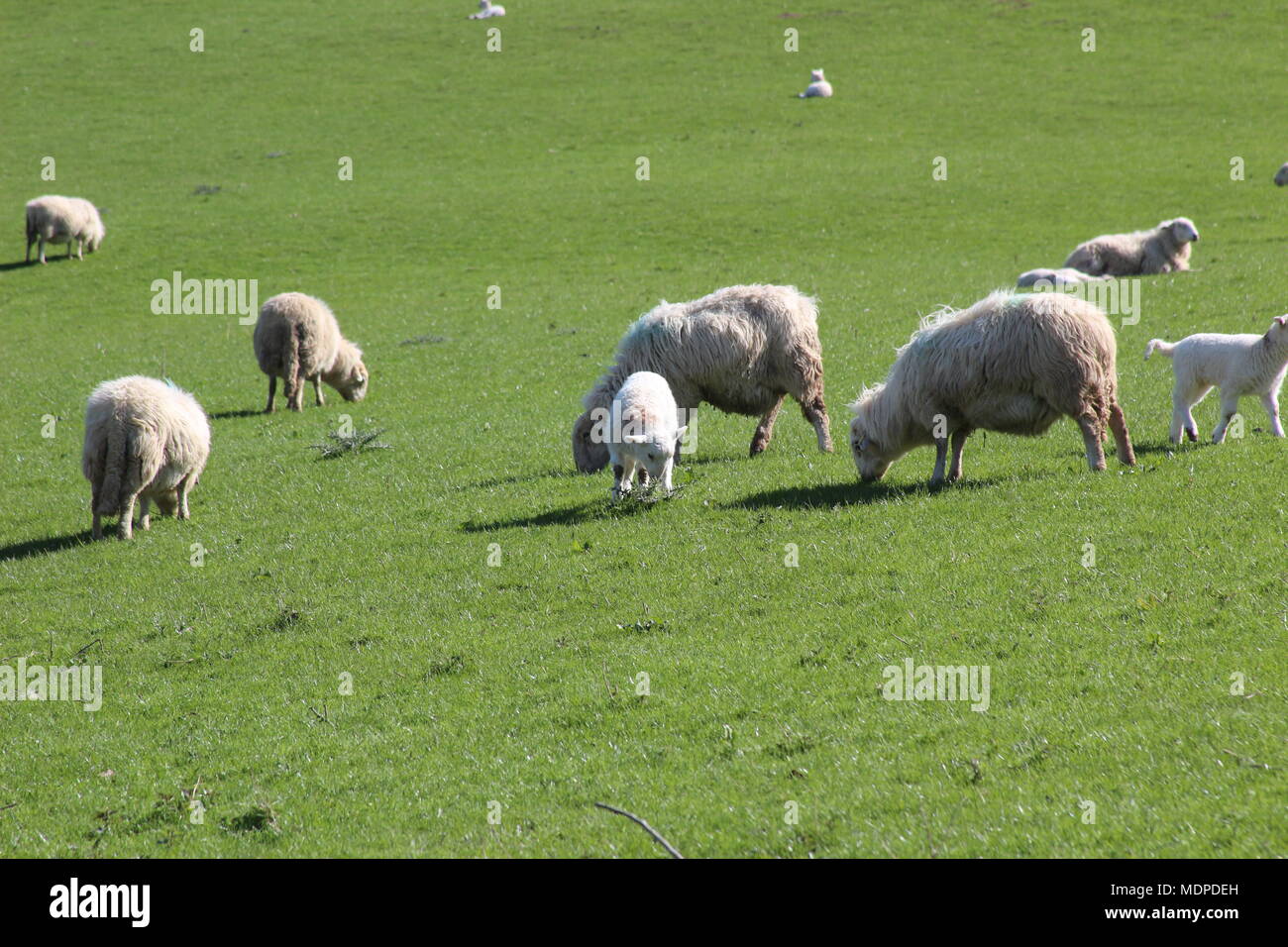 Sheep on the hills in North WAles Stock Photo - Alamy