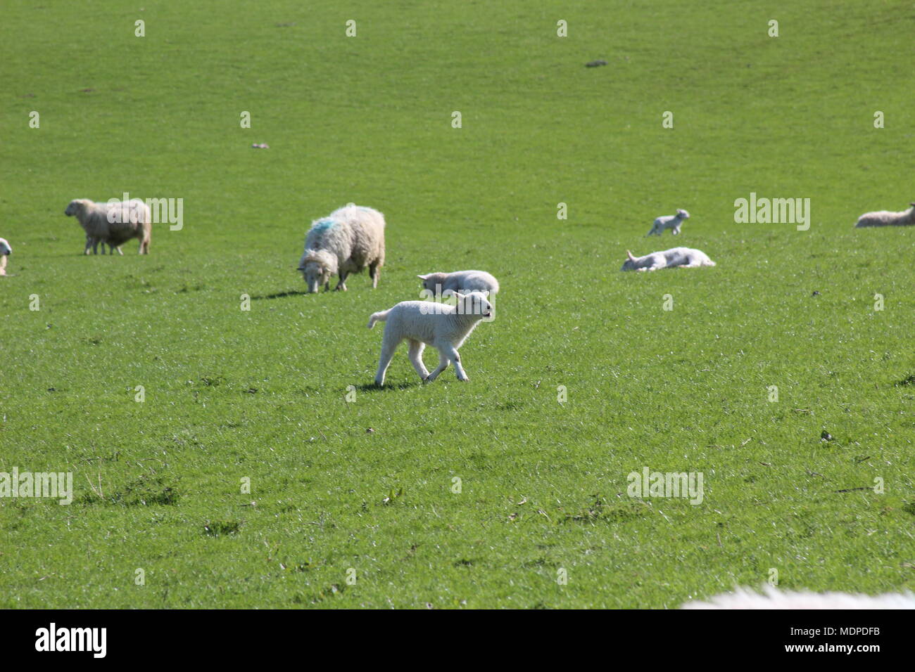 Sheep on the hills in North WAles Stock Photo - Alamy