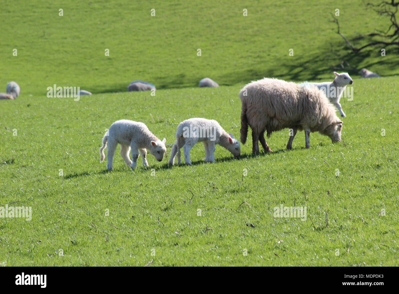 North wales sheep farming hi-res stock photography and images - Alamy