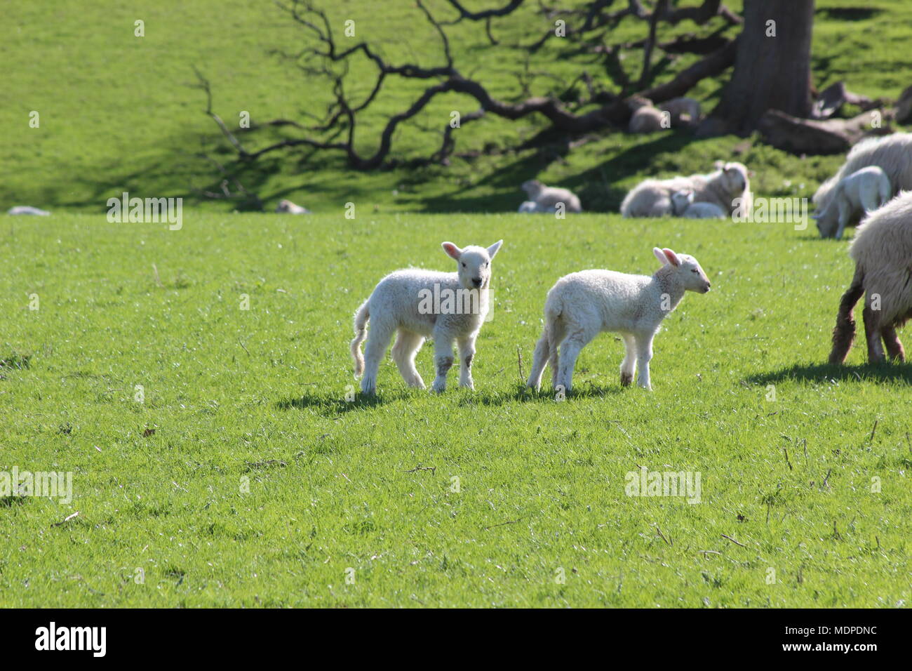 Sheep on the hills in North WAles Stock Photo - Alamy