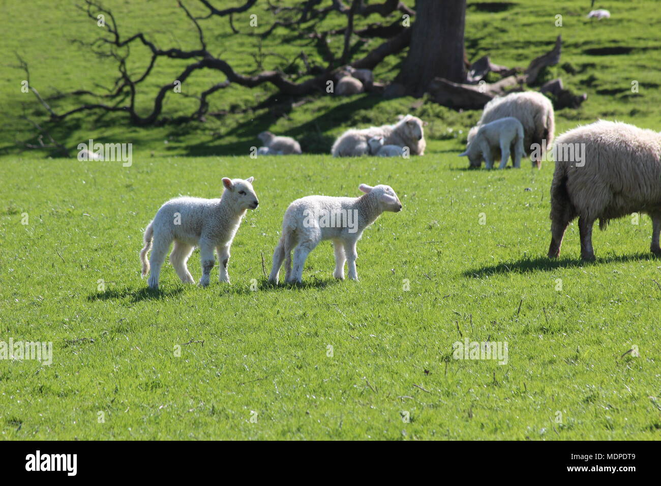 Sheep on the hills in North WAles Stock Photo - Alamy