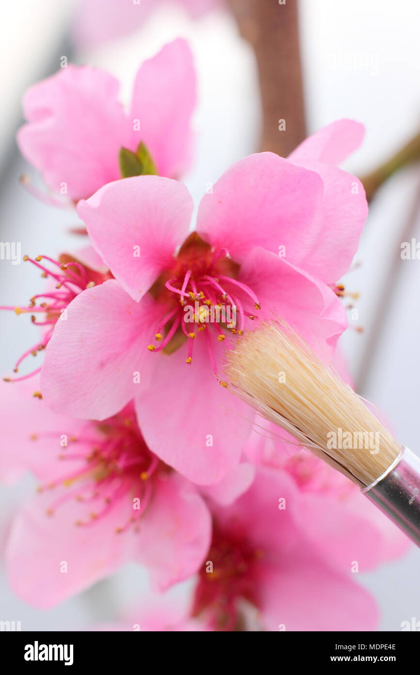 Prunus persica 'Peregrine' peach blossoms being hand pollinated with a soft, fine brush in early spring, UK Stock Photo