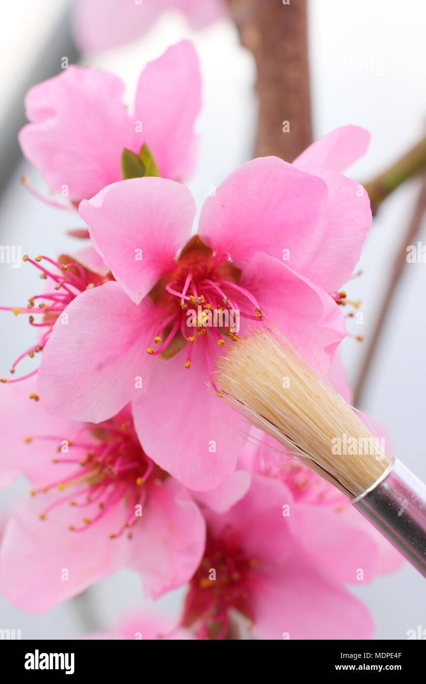 Prunus persica 'Peregrine' peach blossoms being hand pollinated with a soft, fine brush in early spring, UK Stock Photo