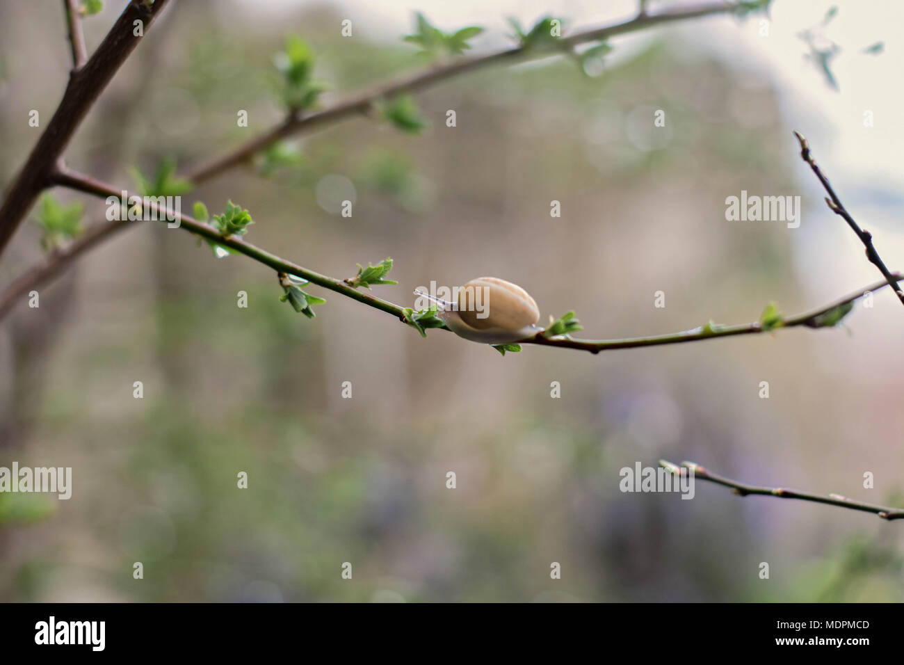 Closeup of A snail sits on blossoming tree branch in spring garden Stock Photo