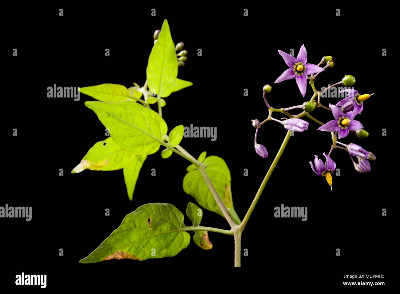 Bittersweet on a blackbackground hires stock photography and images