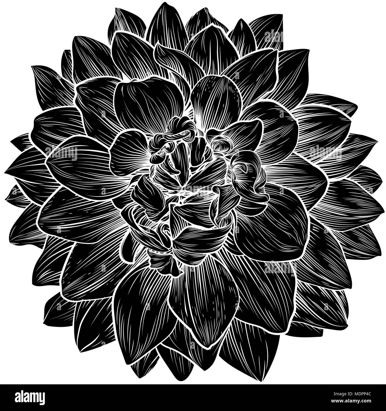 Chrysanthemum or Dahlia Flower Retro Woodcut Stock Vector