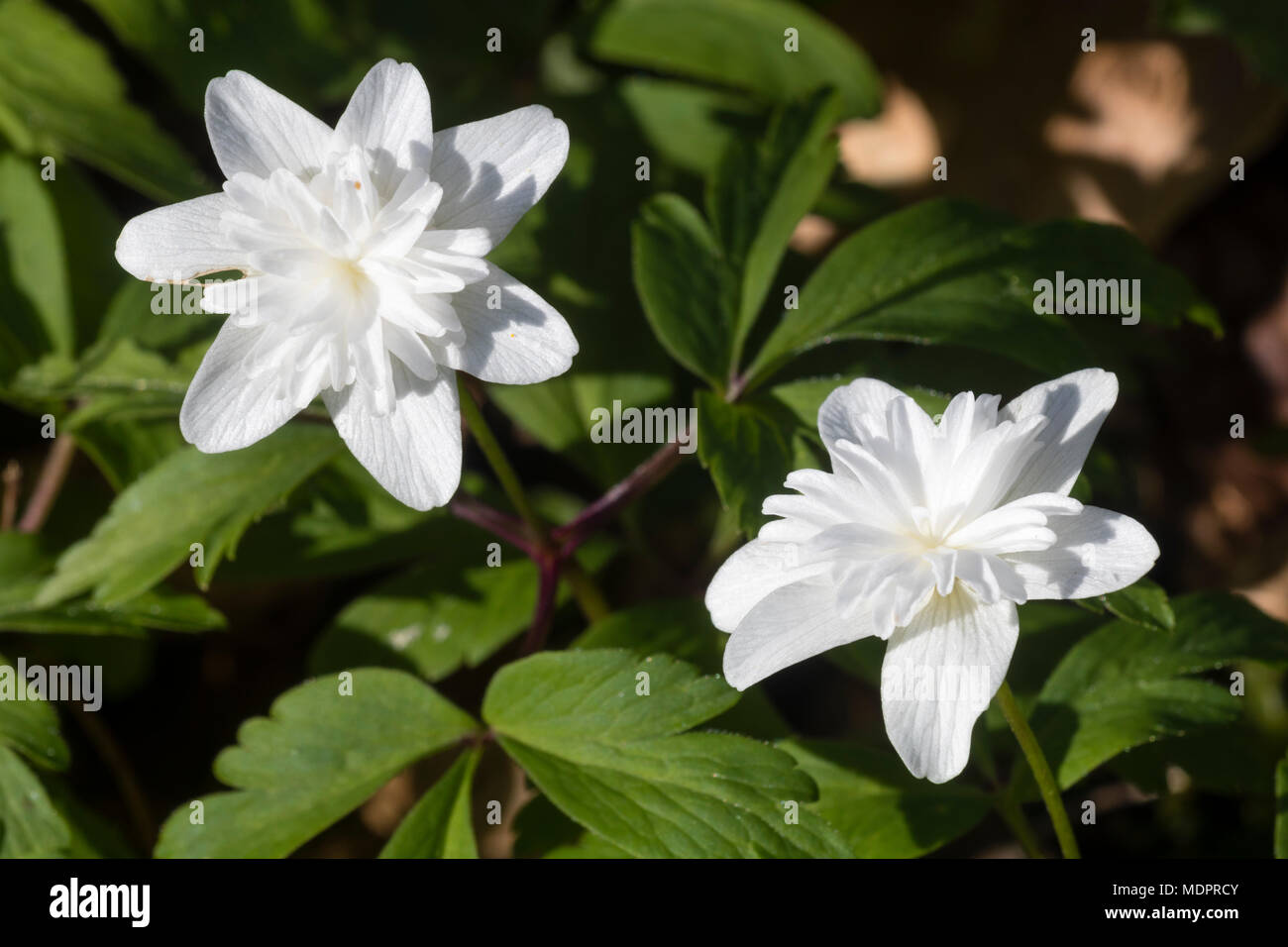 Doubled centres of the white flowered wood anemone, Anemone nemorosa 'Vestal', distinguish this elegant variety Stock Photo