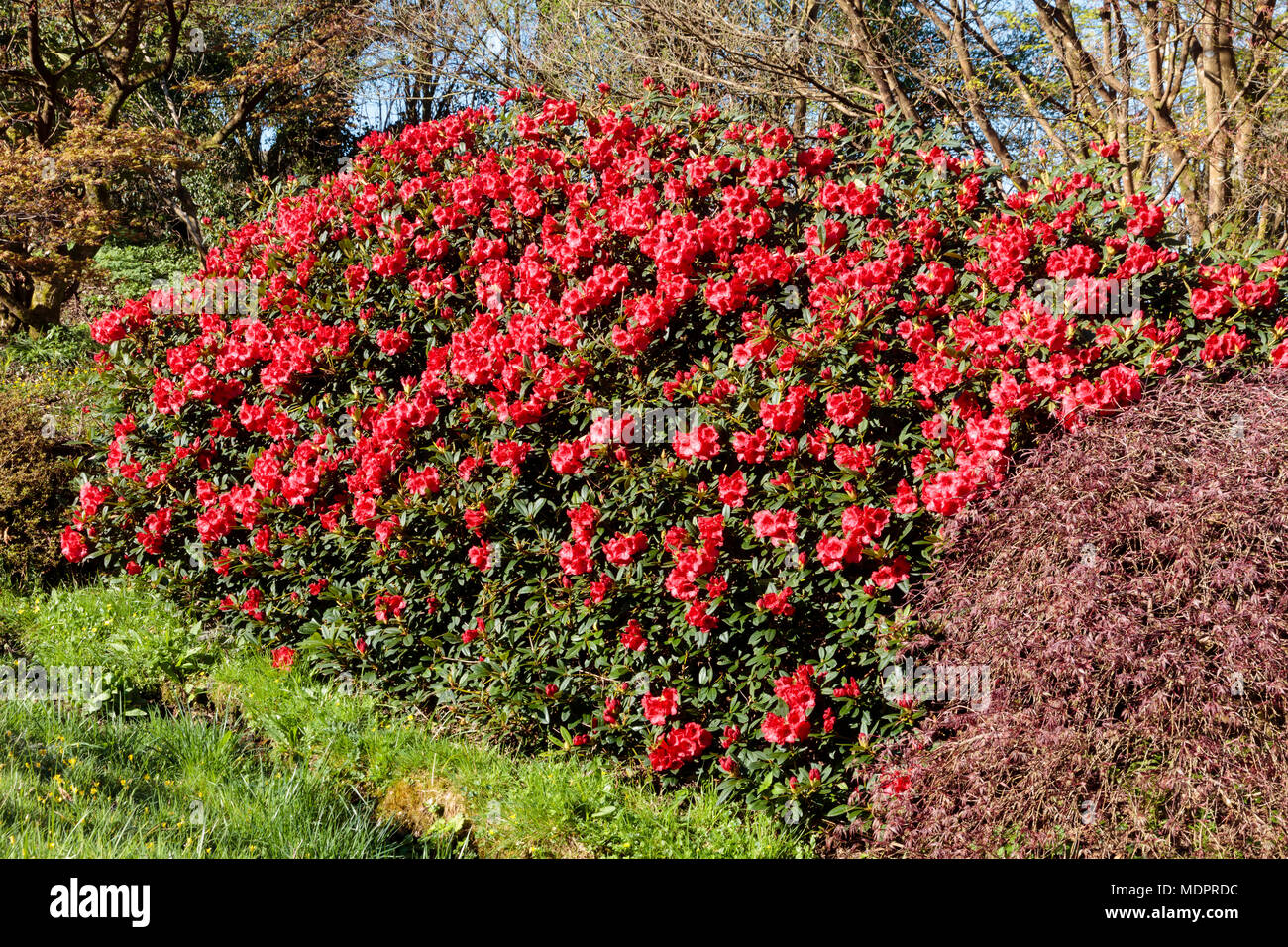 Mounded form of the hardy, red flowered evergreen, Rhododendron 'Elizabeth', in mid spring Stock Photo