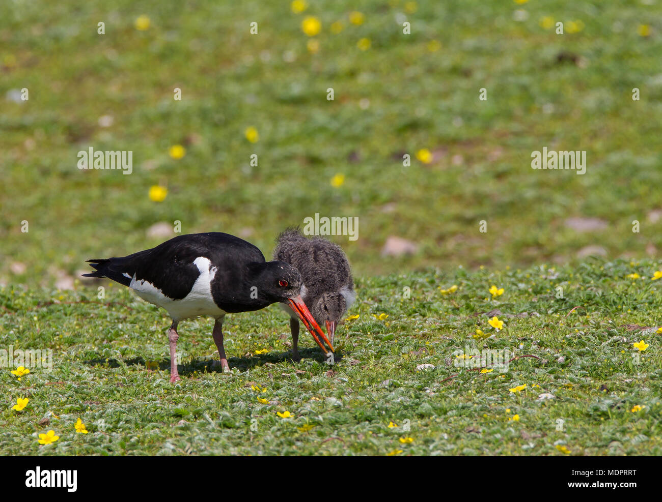 Close up of adult oystercatcher (Haematopus ostralegus) with single chick, fluffy & downy, together on grass, probing for earthworms with long bills. Stock Photo
