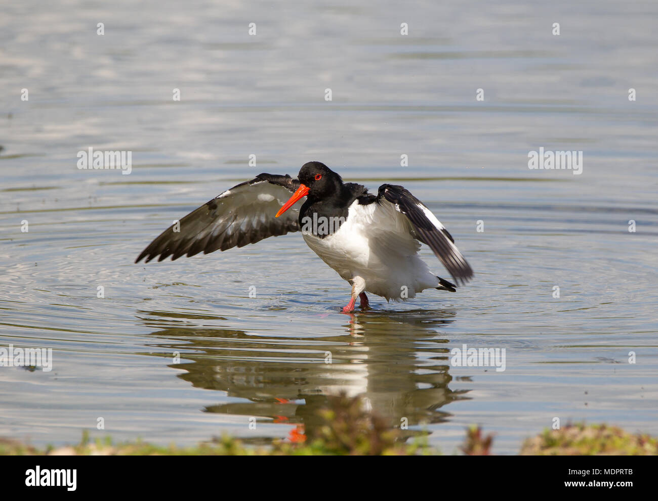 Humorous, front view close up of wild UK oystercatcher bird (Haematopus ostralegus) isolated, wading in water, wings spread outstretched, feet hidden. Stock Photo