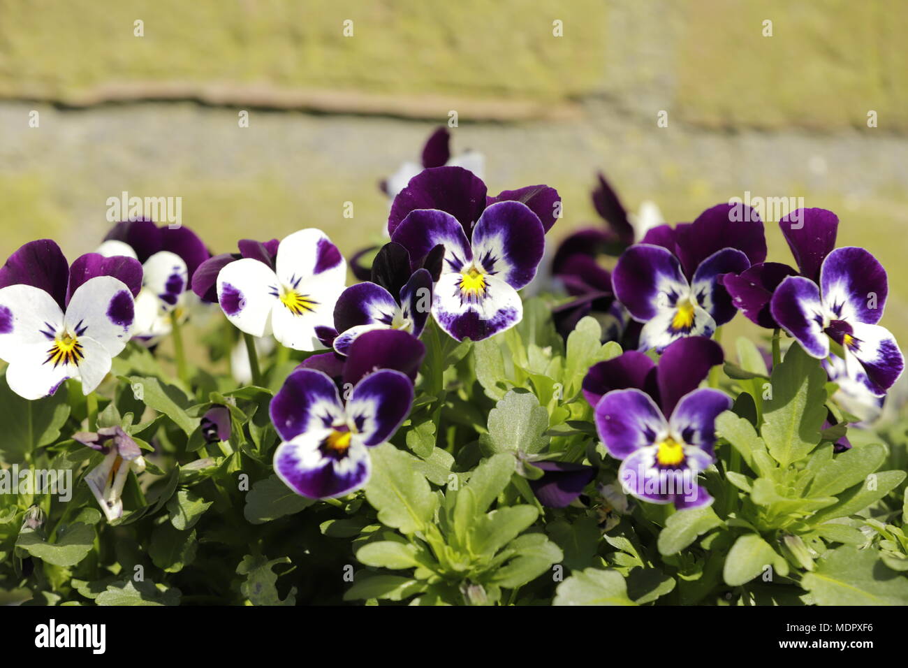 Viola tricolor in close up Stock Photo Alamy