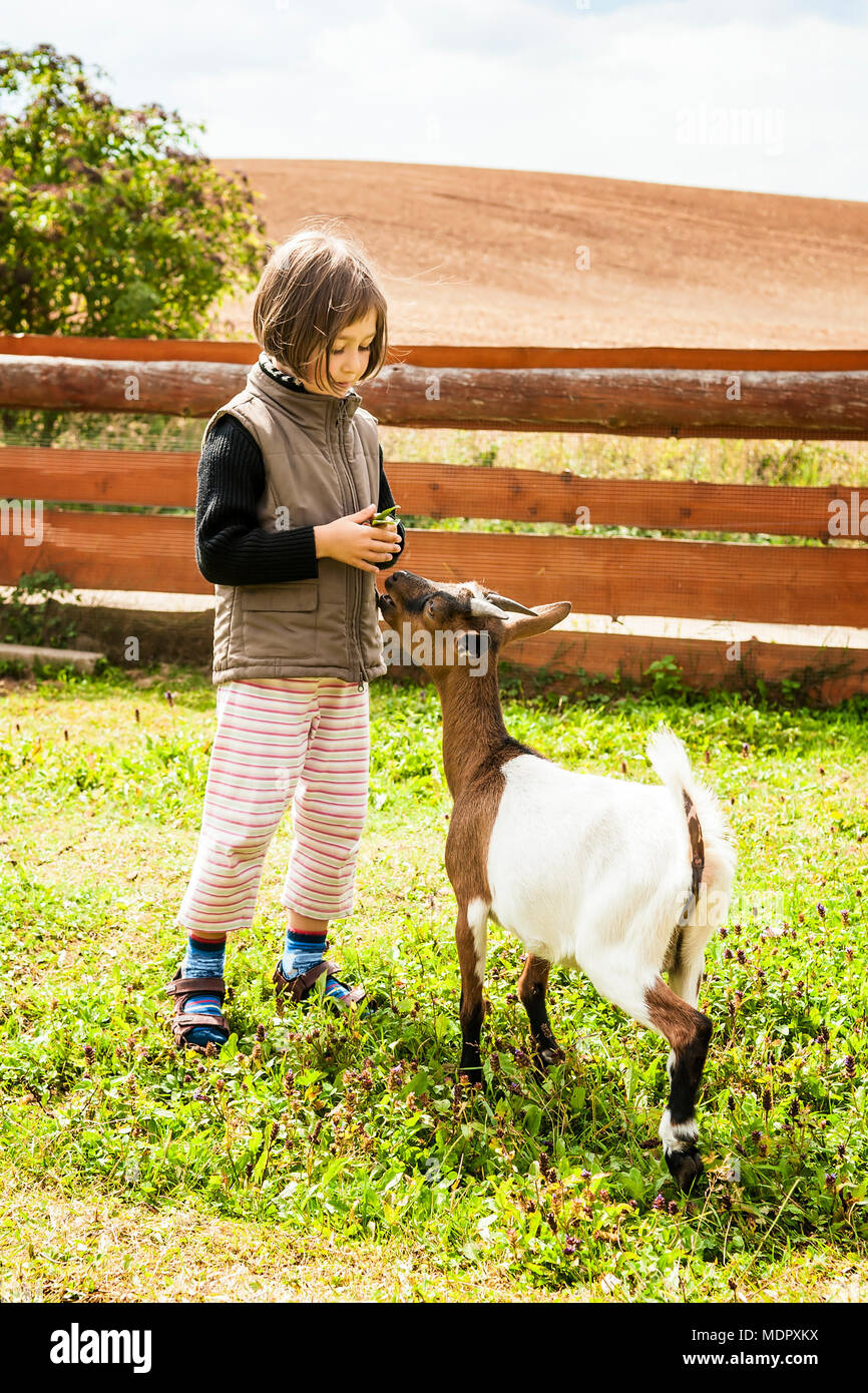 Little girl feeding goat on farm Stock Photo Alamy