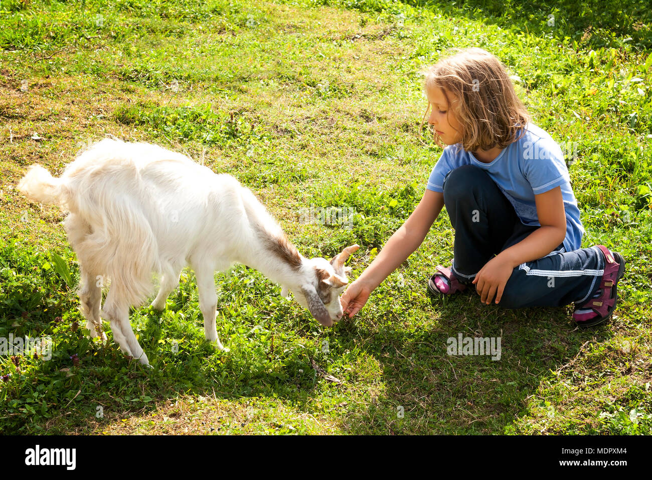 Little girl feeding goat on farm Stock Photo Alamy
