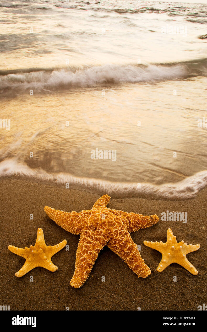 Starfish on the beach at dawn Stock Photo