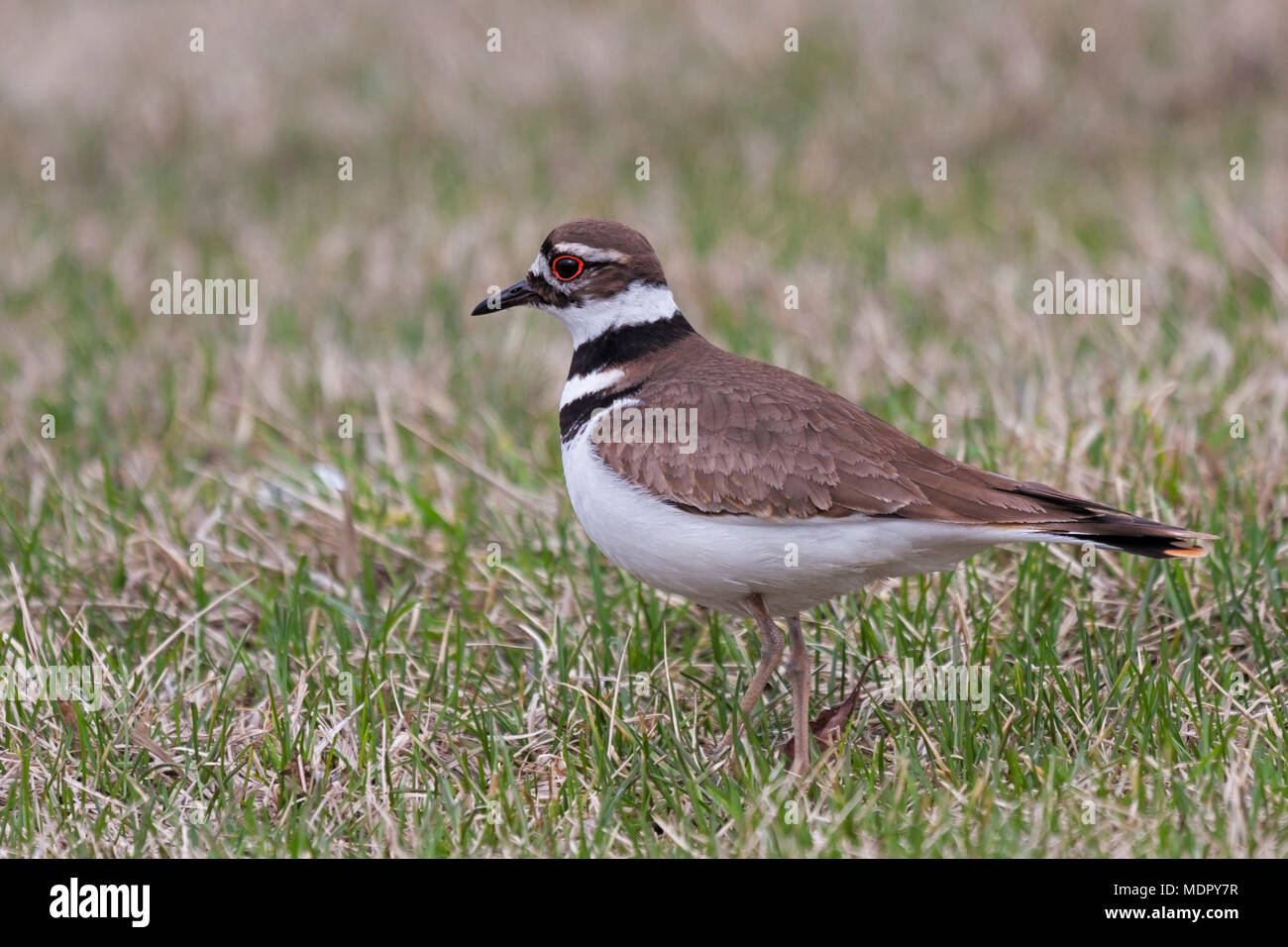 A rummaging killdeer stops to check if it has startled up an insect. The bright red ring around its eye and black and white stripes circling its neck  Stock Photo