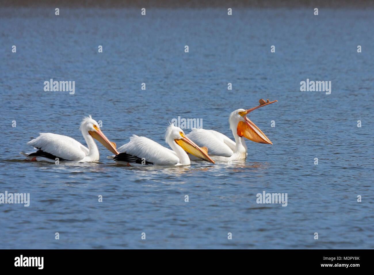 An American white pelicans lead two others on a boring swim. The lead pelican yawns as they paddle close together on a quiet blue lake. Stock Photo