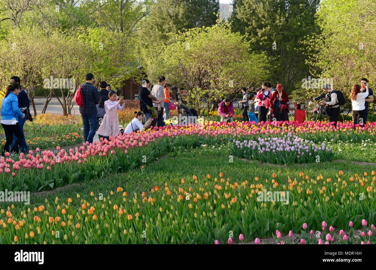 Visitors take photos and enjoy the annual spring display of tulips at ...