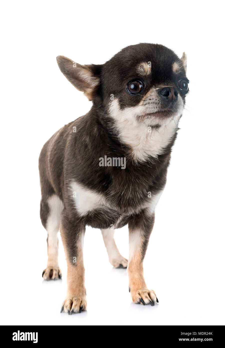 Chihuahua su. Чихуахуа кобби длинношерстный рыжий. Маленькая чихуа чихуа. Тату чихуахуа. Лапы чихуахуа.