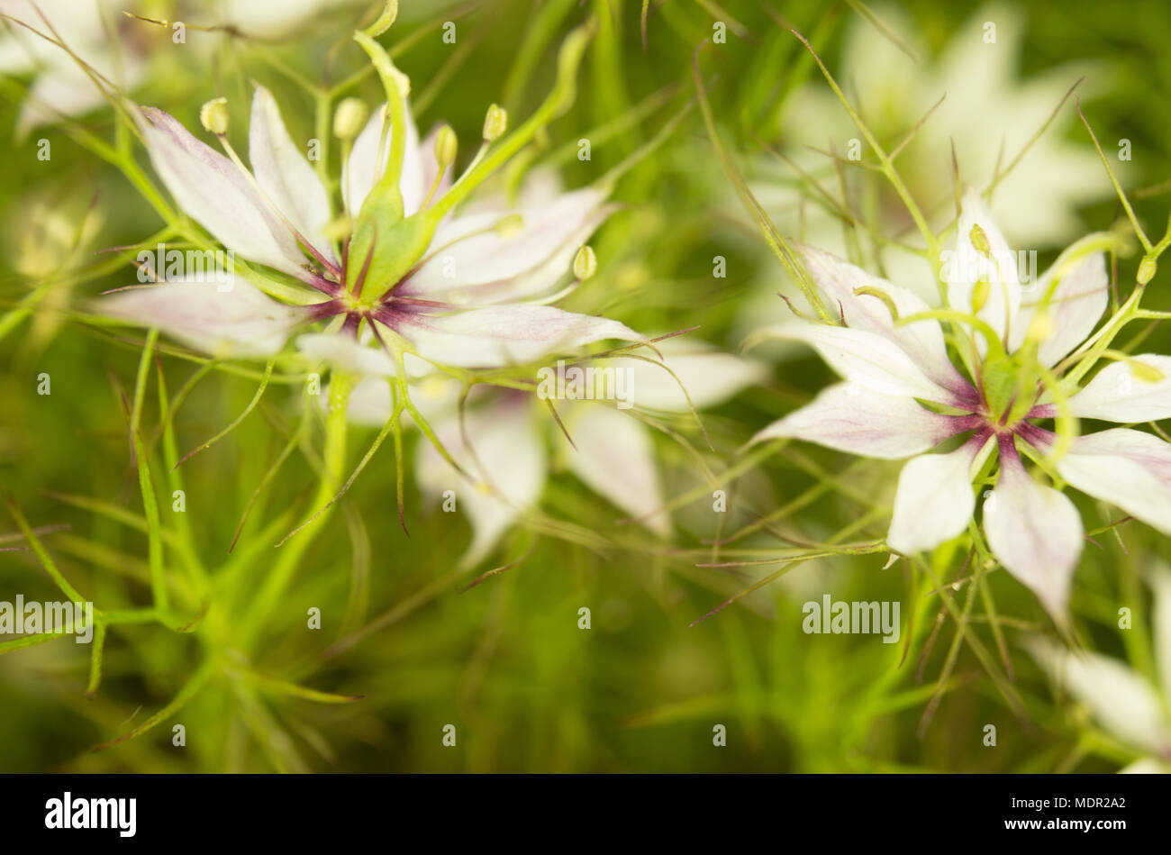 Black caraway (Nigella sativa) in the garden Stock Photo