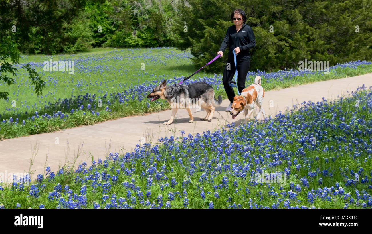 Ennis,Texas  April 19, 2018 - Ennis, Texas Springtime bluebonnet trails which cover over 40 miles of Texas bluebonnet flowers. Stock Photo