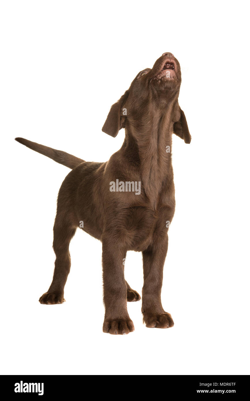 Chocolate labrador retriever puppy standing and looking up howling