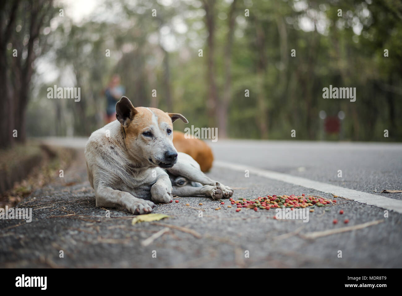 Stray dogs lie on the side of the road with food laid around them Stock