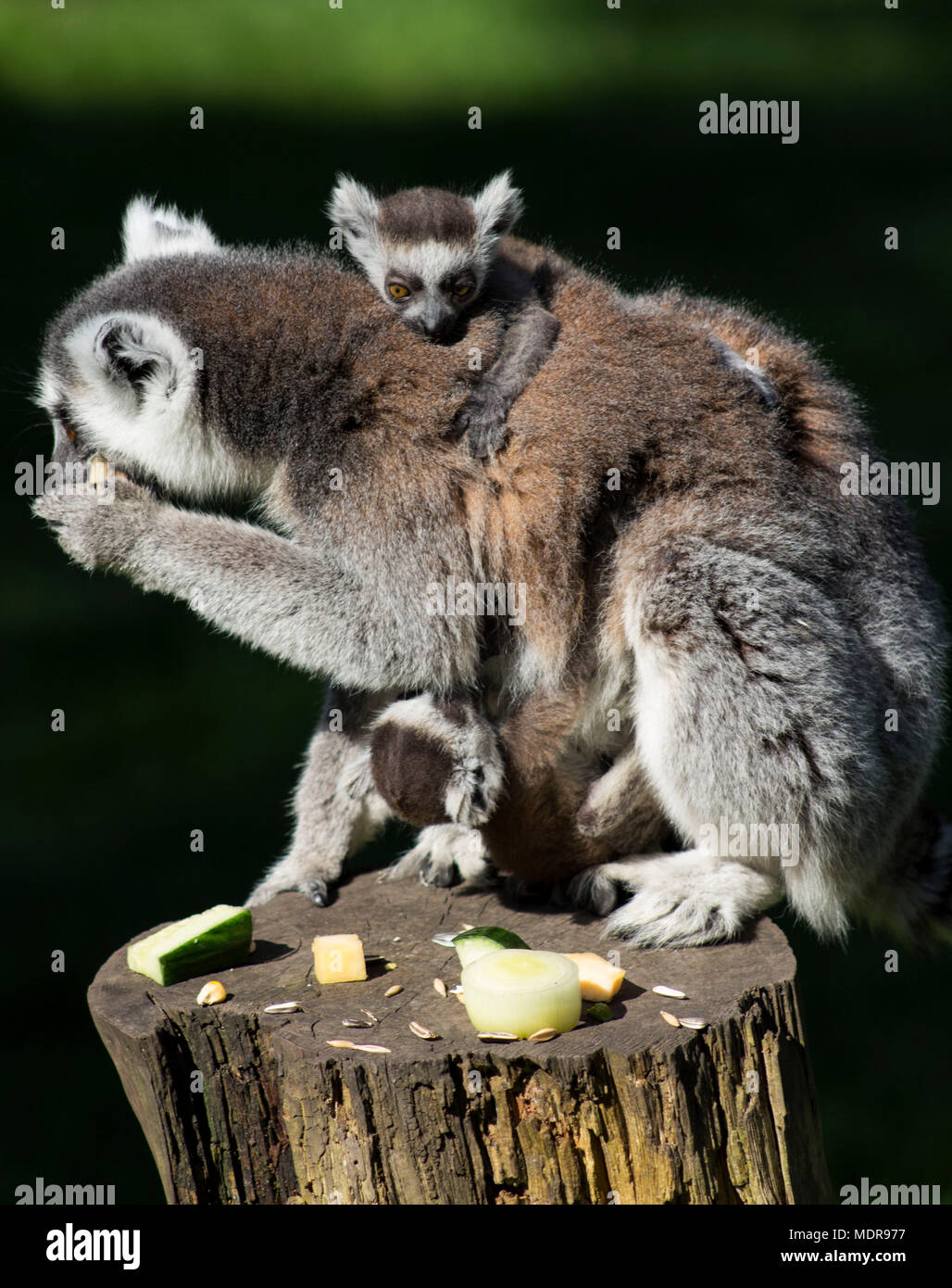 Ring tailed lemur with twin babies on her back and front  eating fruit Stock Photo