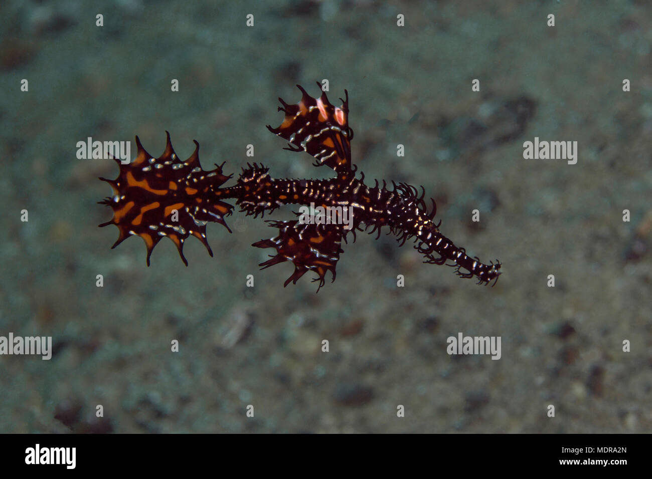 Harlequin ghost pipefish (Solenostomus paradoxus). Picture was taken in the Banda sea, Ambon, West Papua, Indonesia Stock Photo