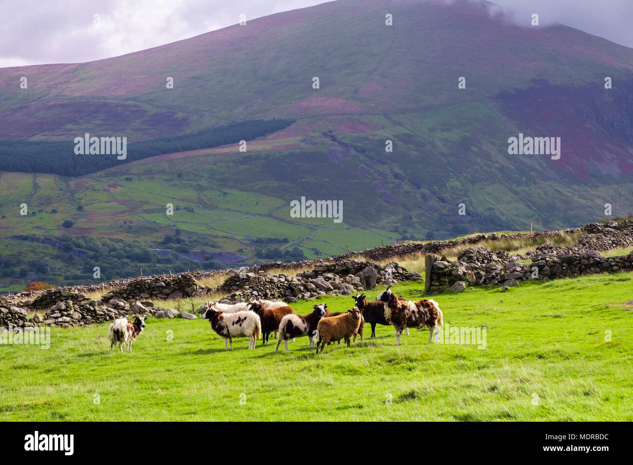 A flock of rare breed Jacobs sheep in a field on Moel Smytho in hills of Snowdonia National Park near Waunfawr, Gwynedd, Wales, UK, Britain Stock Photo