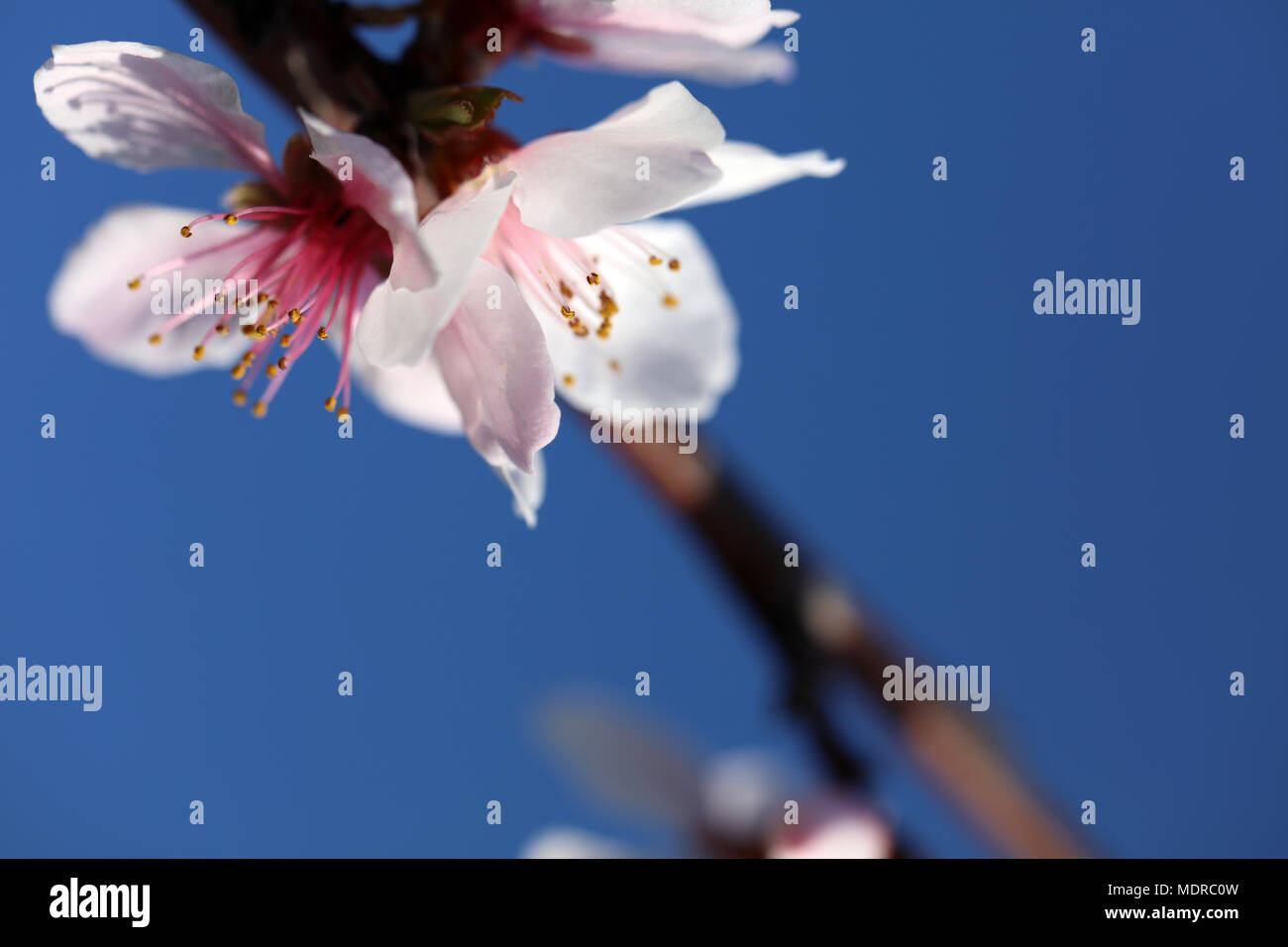 Almond blossom almond tree Stock Photo Alamy