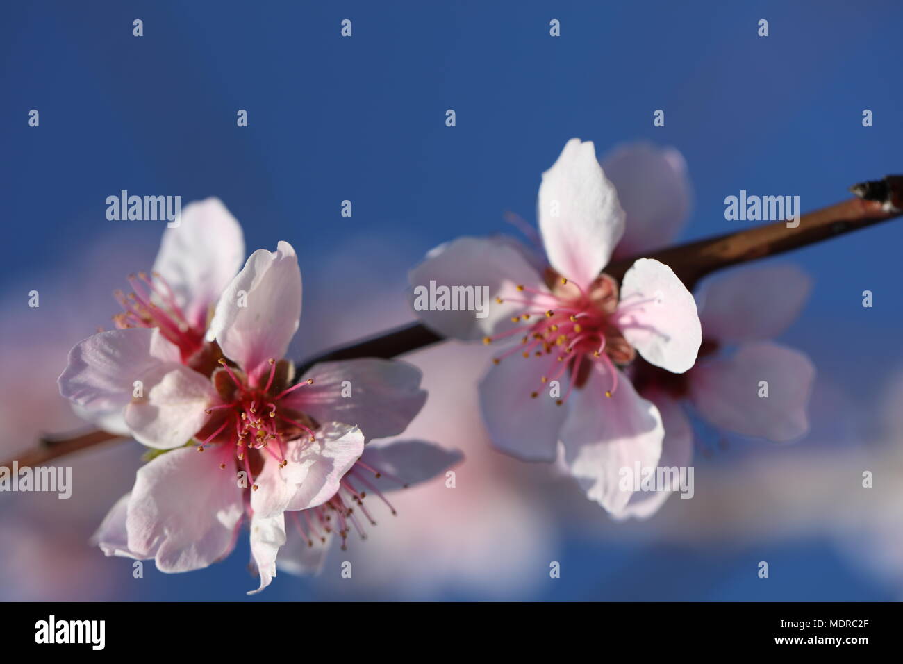 Almond blossom almond tree Stock Photo Alamy