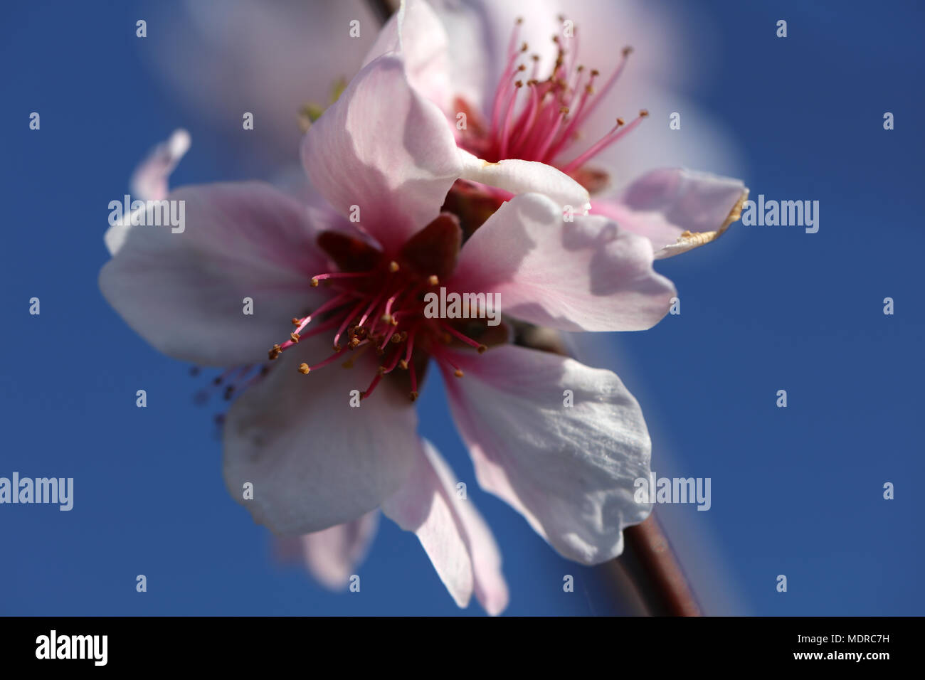 Almond blossom almond tree Stock Photo Alamy
